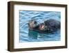 California, Morro Bay. Sea Otter Parent and Pup-Jaynes Gallery-Framed Photographic Print