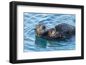 California, Morro Bay. Sea Otter Parent and Pup-Jaynes Gallery-Framed Photographic Print