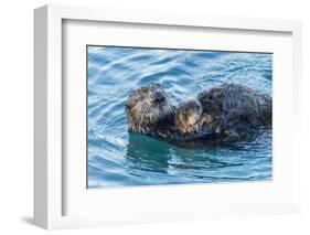 California, Morro Bay. Sea Otter Parent and Pup-Jaynes Gallery-Framed Photographic Print