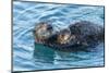 California, Morro Bay. Sea Otter Parent and Pup-Jaynes Gallery-Mounted Photographic Print
