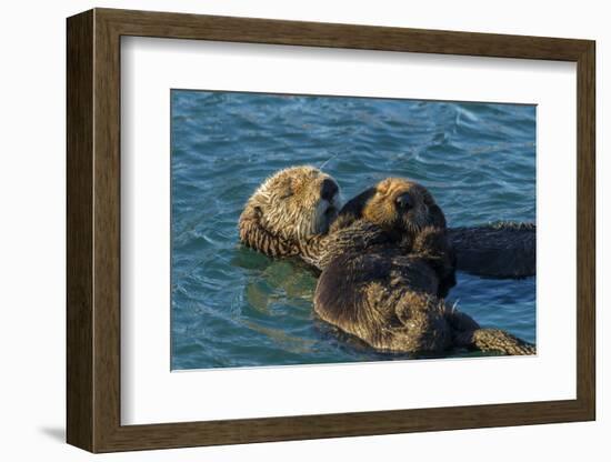 California, Morro Bay. Sea Otter Parent and Pup-Jaynes Gallery-Framed Photographic Print