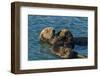 California, Morro Bay. Sea Otter Parent and Pup-Jaynes Gallery-Framed Photographic Print