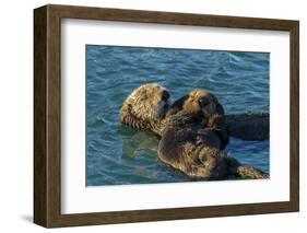 California, Morro Bay. Sea Otter Parent and Pup-Jaynes Gallery-Framed Photographic Print