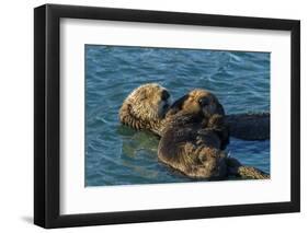 California, Morro Bay. Sea Otter Parent and Pup-Jaynes Gallery-Framed Photographic Print