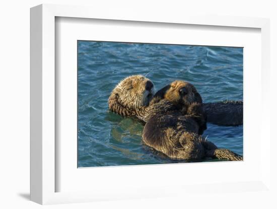 California, Morro Bay. Sea Otter Parent and Pup-Jaynes Gallery-Framed Photographic Print