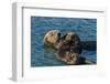 California, Morro Bay. Sea Otter Parent and Pup-Jaynes Gallery-Framed Photographic Print