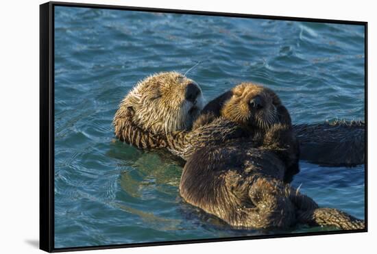 California, Morro Bay. Sea Otter Parent and Pup-Jaynes Gallery-Framed Stretched Canvas