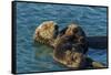 California, Morro Bay. Sea Otter Parent and Pup-Jaynes Gallery-Framed Stretched Canvas