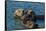 California, Morro Bay. Sea Otter Parent and Pup-Jaynes Gallery-Framed Stretched Canvas