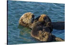 California, Morro Bay. Sea Otter Parent and Pup-Jaynes Gallery-Stretched Canvas