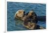 California, Morro Bay. Sea Otter Parent and Pup-Jaynes Gallery-Framed Photographic Print