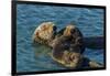 California, Morro Bay. Sea Otter Parent and Pup-Jaynes Gallery-Framed Photographic Print