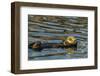 California, Morro Bay. Sea Otter Resting on Ocean Surface-Jaynes Gallery-Framed Photographic Print