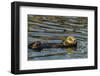 California, Morro Bay. Sea Otter Resting on Ocean Surface-Jaynes Gallery-Framed Photographic Print