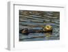 California, Morro Bay. Sea Otter Resting on Ocean Surface-Jaynes Gallery-Framed Photographic Print