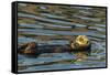 California, Morro Bay. Sea Otter Resting on Ocean Surface-Jaynes Gallery-Framed Stretched Canvas