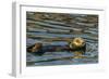 California, Morro Bay. Sea Otter Resting on Ocean Surface-Jaynes Gallery-Framed Photographic Print