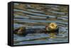 California, Morro Bay. Sea Otter Resting on Ocean Surface-Jaynes Gallery-Framed Stretched Canvas