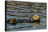 California, Morro Bay. Sea Otter Resting on Ocean Surface-Jaynes Gallery-Stretched Canvas