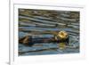 California, Morro Bay. Sea Otter Resting on Ocean Surface-Jaynes Gallery-Framed Photographic Print