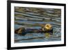 California, Morro Bay. Sea Otter Resting on Ocean Surface-Jaynes Gallery-Framed Photographic Print