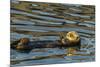 California, Morro Bay. Sea Otter Resting on Ocean Surface-Jaynes Gallery-Mounted Photographic Print