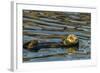 California, Morro Bay. Sea Otter Resting on Ocean Surface-Jaynes Gallery-Framed Photographic Print