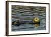 California, Morro Bay. Sea Otter Resting on Ocean Surface-Jaynes Gallery-Framed Photographic Print