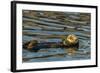 California, Morro Bay. Sea Otter Resting on Ocean Surface-Jaynes Gallery-Framed Photographic Print