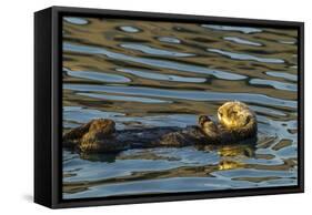 California, Morro Bay. Sea Otter Resting on Ocean Surface-Jaynes Gallery-Framed Stretched Canvas