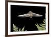 California Myotis (Myotis Californicus) in Flight, Rogue River National Forest, Oregon, USA, August-Michael Durham-Framed Photographic Print