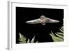 California Myotis (Myotis Californicus) in Flight, Rogue River National Forest, Oregon, USA, August-Michael Durham-Framed Photographic Print