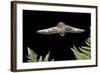 California Myotis (Myotis Californicus) in Flight, Rogue River National Forest, Oregon, USA, August-Michael Durham-Framed Photographic Print