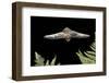 California Myotis (Myotis Californicus) in Flight, Rogue River National Forest, Oregon, USA, August-Michael Durham-Framed Photographic Print