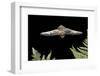 California Myotis (Myotis Californicus) in Flight, Rogue River National Forest, Oregon, USA, August-Michael Durham-Framed Photographic Print