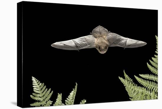 California Myotis (Myotis Californicus) in Flight, Rogue River National Forest, Oregon, USA, August-Michael Durham-Stretched Canvas