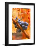 California, Napa Valley, Wine Country, Dew on Cabernet Grapes in Colorful Vineyard-John Alves-Framed Photographic Print