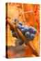 California, Napa Valley, Wine Country, Dew on Cabernet Grapes in Colorful Vineyard-John Alves-Stretched Canvas