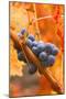 California, Napa Valley, Wine Country, Dew on Cabernet Grapes in Colorful Vineyard-John Alves-Mounted Photographic Print