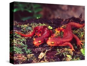 California Newt, Native to California, USA-David Northcott-Stretched Canvas