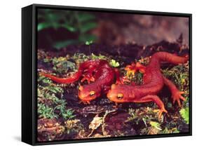 California Newt, Native to California, USA-David Northcott-Framed Stretched Canvas