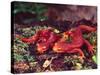 California Newt, Native to California, USA-David Northcott-Stretched Canvas