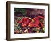 California Newt, Native to California, USA-David Northcott-Framed Photographic Print