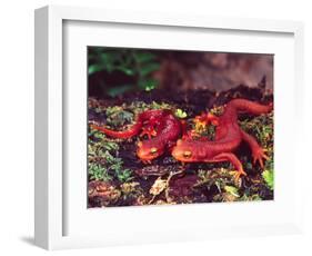 California Newt, Native to California, USA-David Northcott-Framed Photographic Print