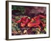 California Newt, Native to California, USA-David Northcott-Framed Photographic Print