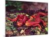 California Newt, Native to California, USA-David Northcott-Mounted Photographic Print