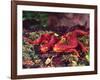 California Newt, Native to California, USA-David Northcott-Framed Photographic Print