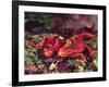 California Newt, Native to California, USA-David Northcott-Framed Photographic Print