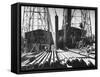 California Oil Co. Drilling Operations on Derrick Off Louisiana Coast-Margaret Bourke-White-Framed Stretched Canvas