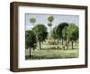 California Orange Grove, 1890s-null-Framed Giclee Print